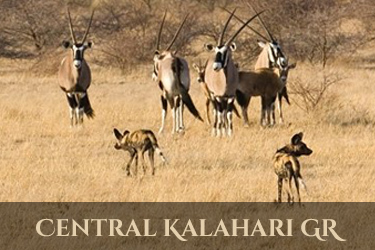 Botswana Central Kalahari