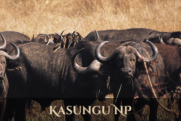 Kasungu
